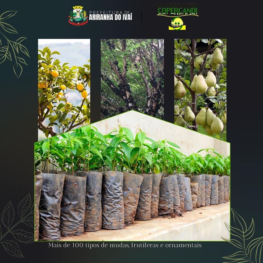 Secretaria de Agricultura de Ariranha do Ivaí realiza pedidos de mudas frutíferas e ornamentais para produtores rurais 